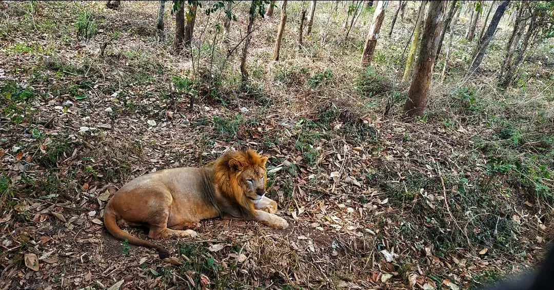 Photo of Tiger & Lion Safari By Sai Prakash Holi