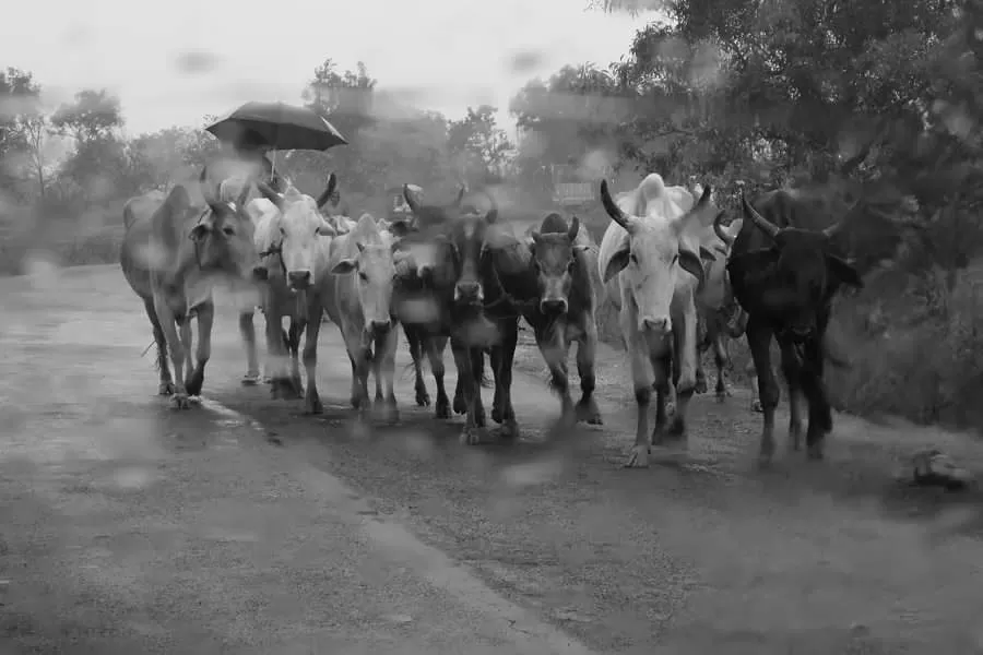 Photo of Purulia By Joydeep Bhattacharyya