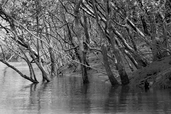 Photo of Sundarbans By Joydeep Bhattacharyya