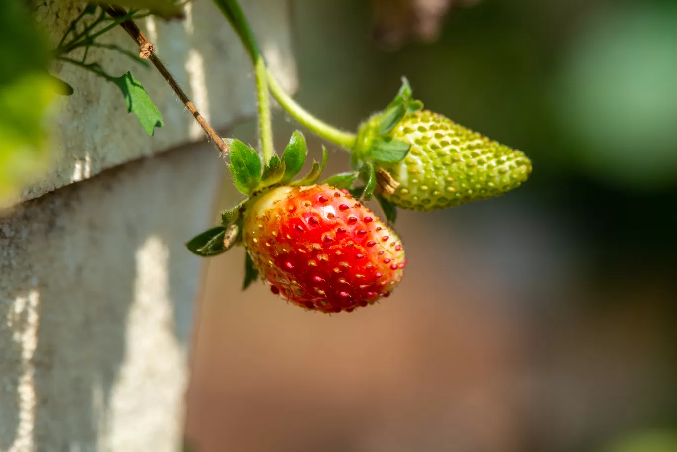 Photo of Mahabaleshwar By What's Abhi Doing