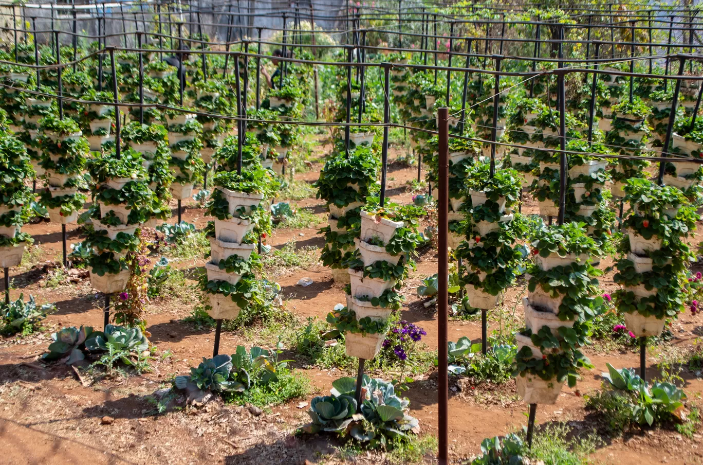 Photo of Mahabaleshwar By What's Abhi Doing