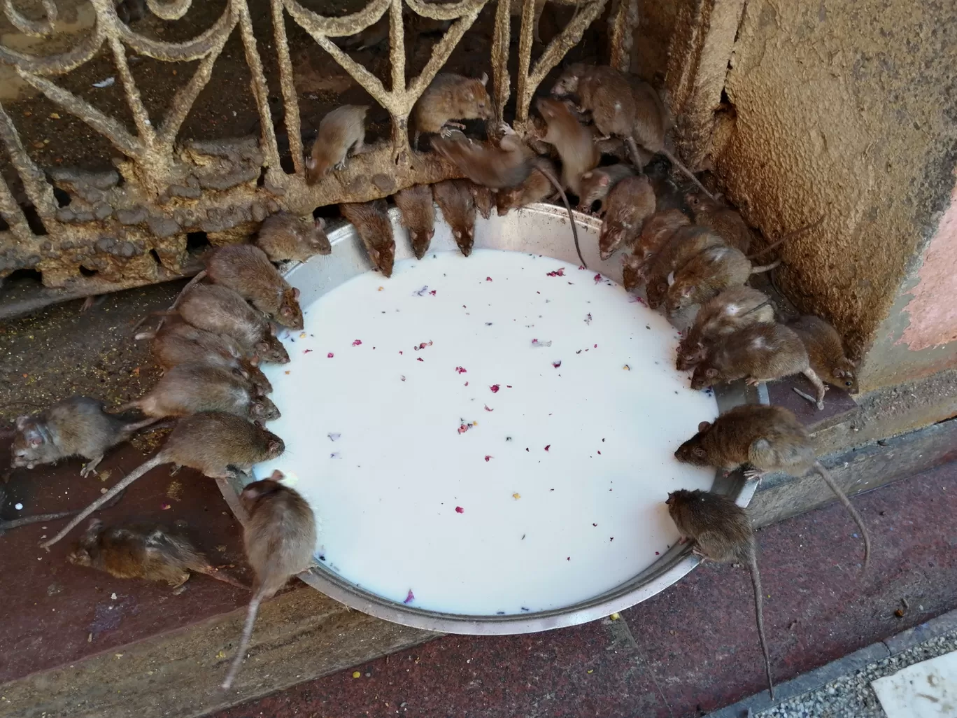 Photo of Karni Mata Temple By Shivam Yadav