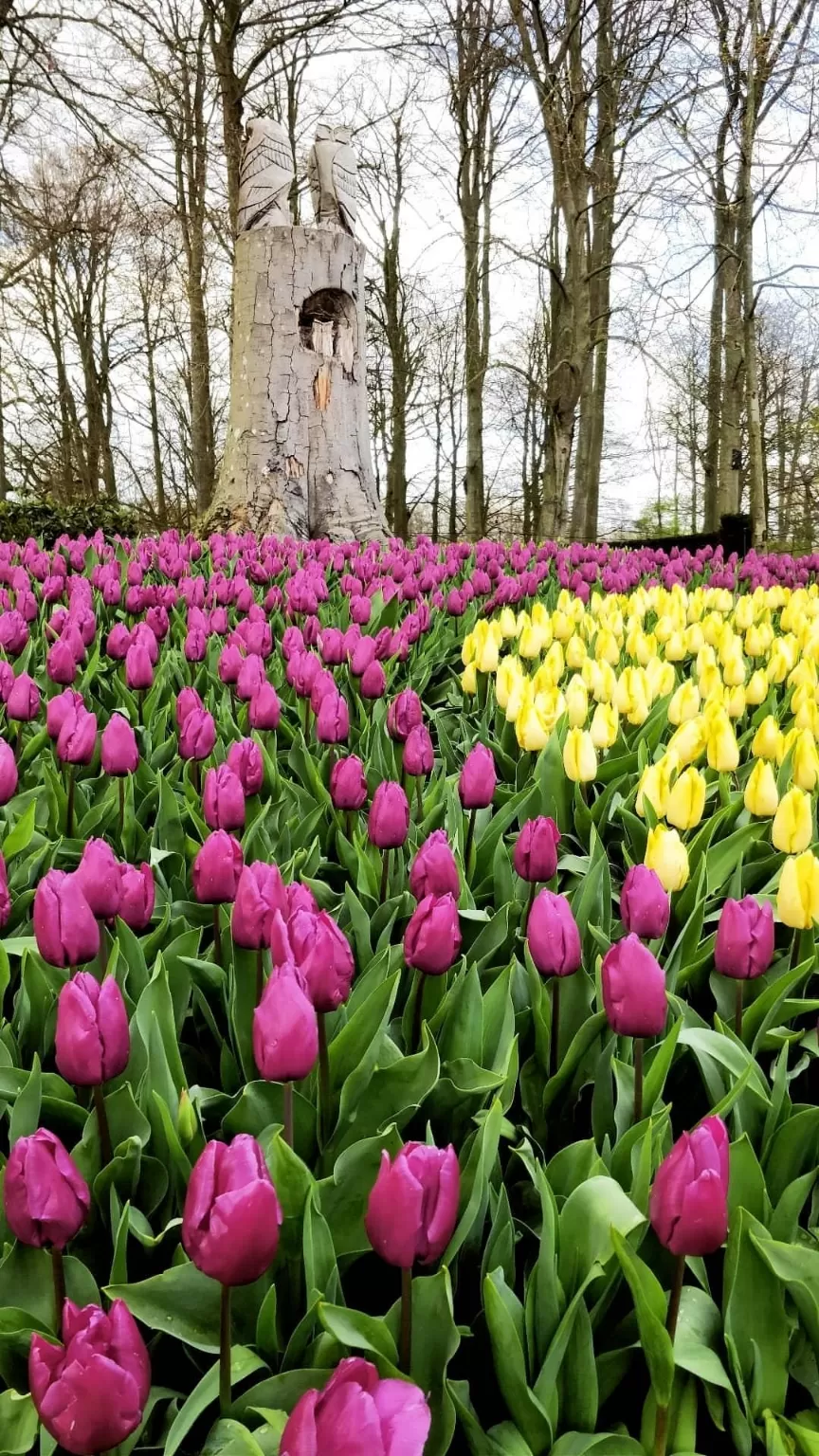 Photo of Keukenhof HOLLAND By Paresh Purohit