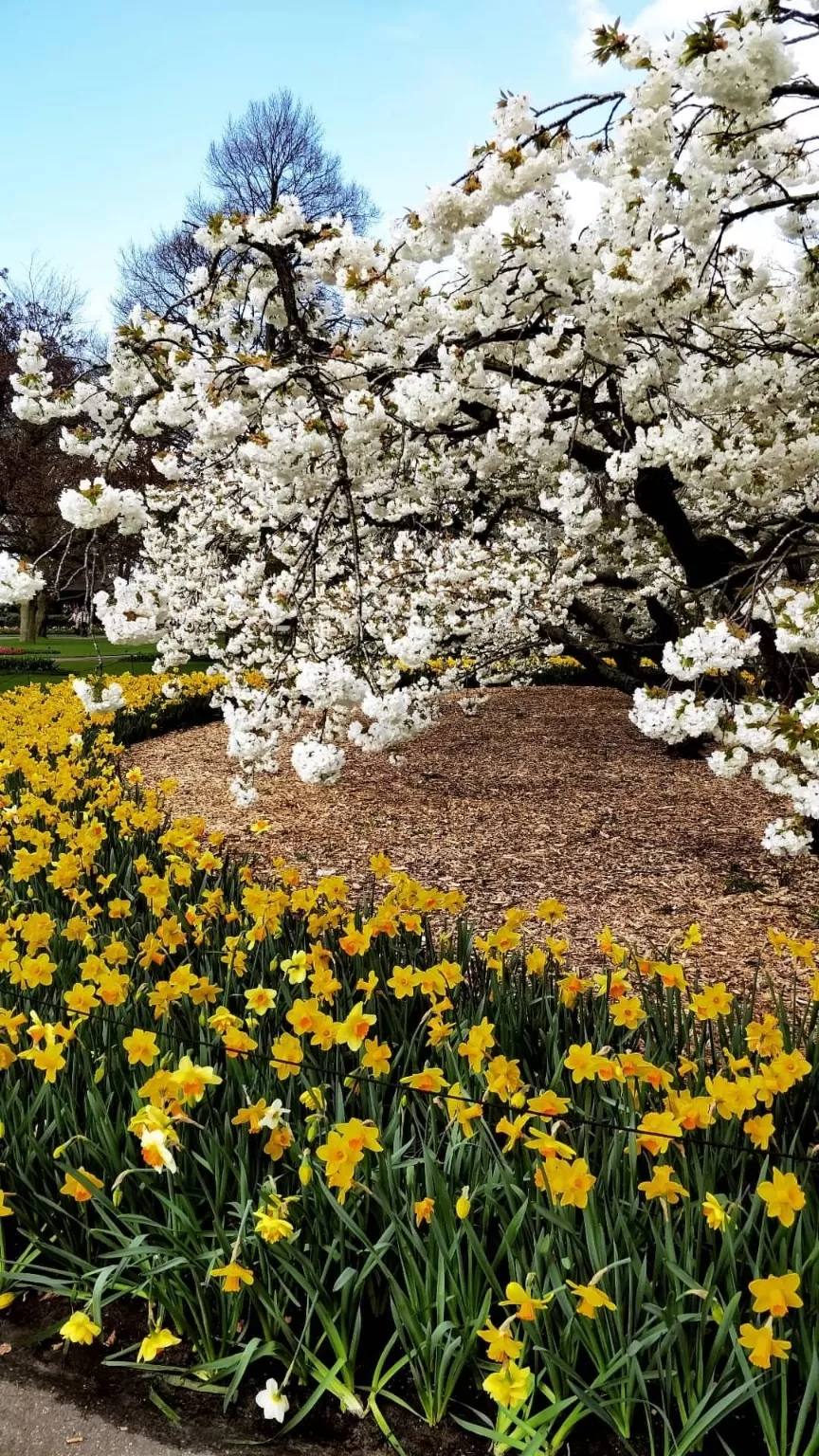 Photo of Keukenhof HOLLAND By Paresh Purohit