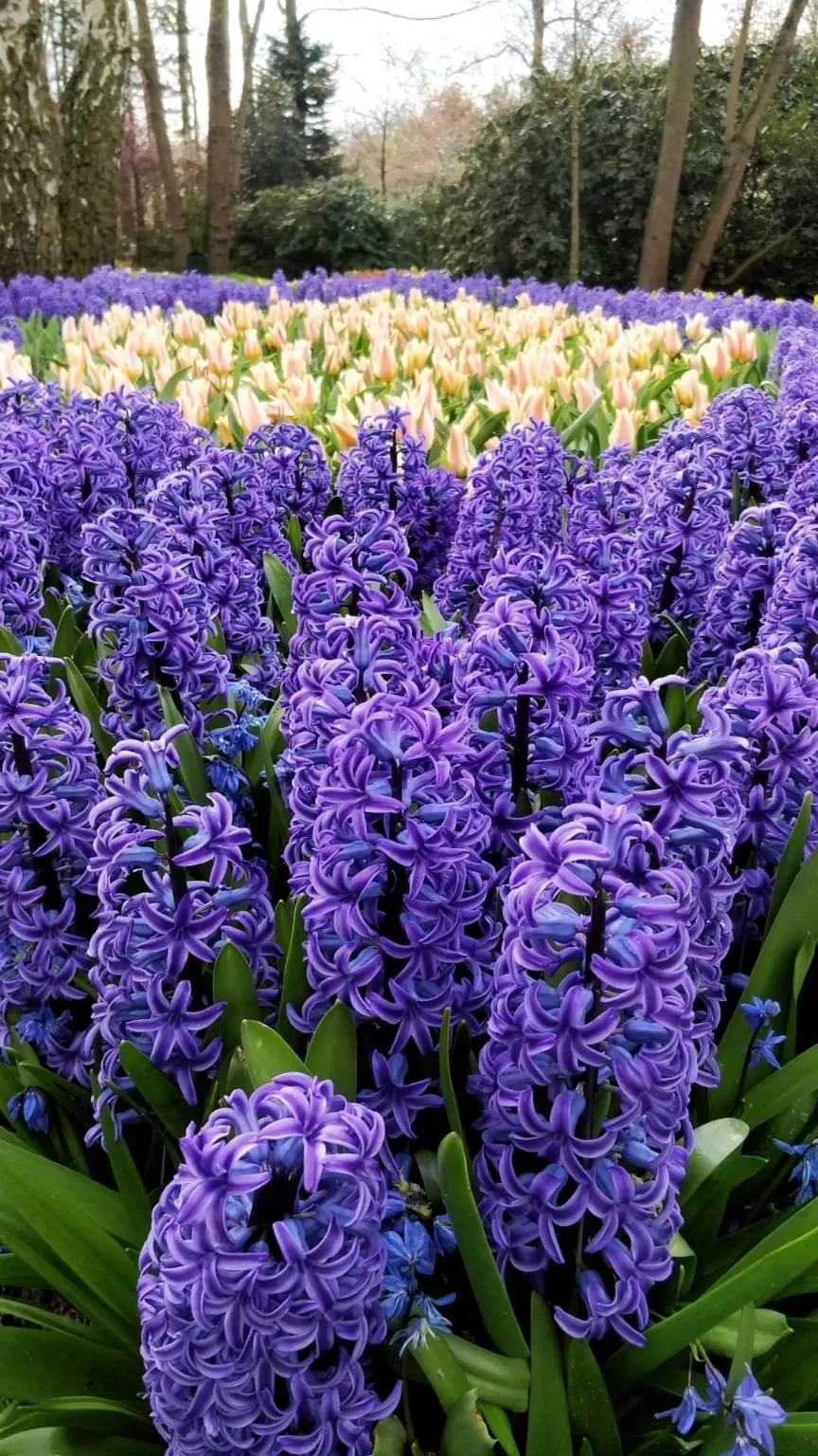 Photo of Keukenhof HOLLAND By Paresh Purohit