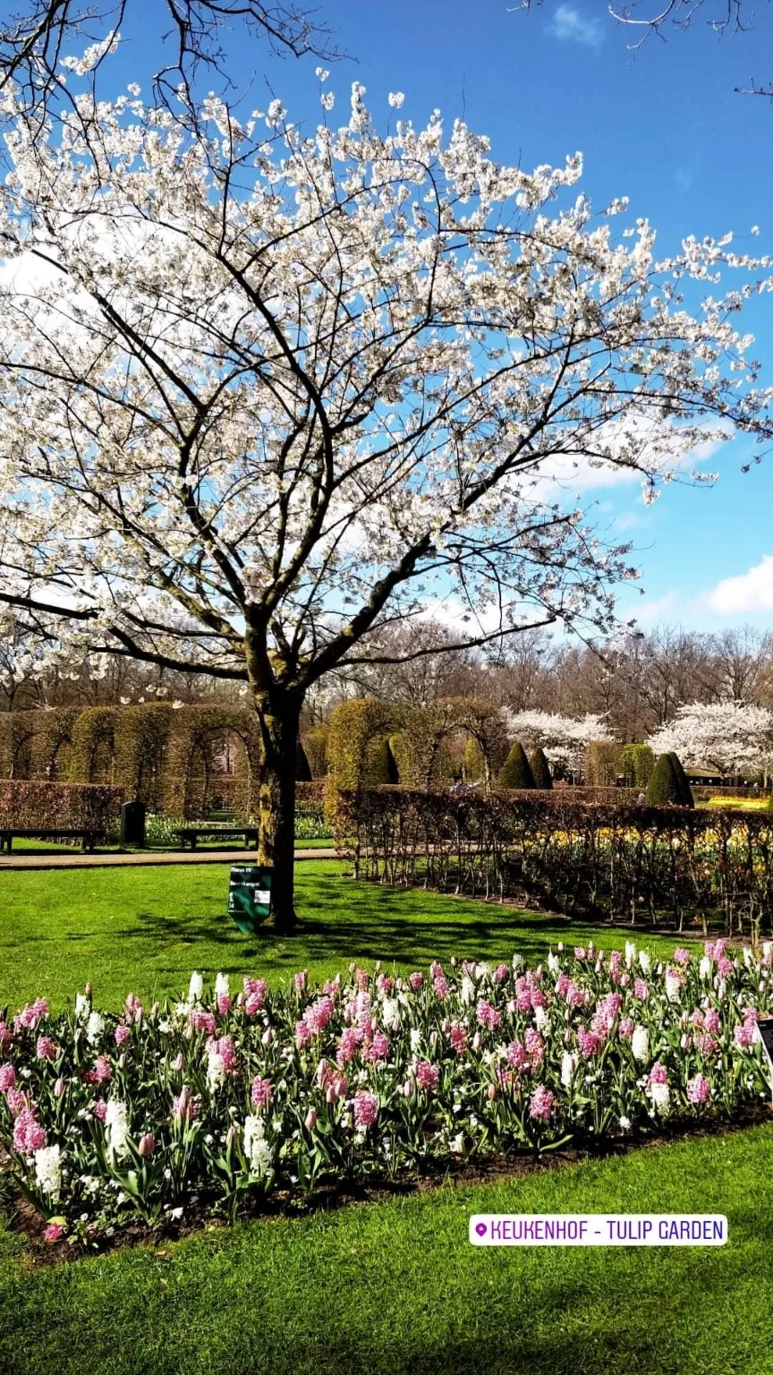 Photo of Keukenhof HOLLAND By Paresh Purohit