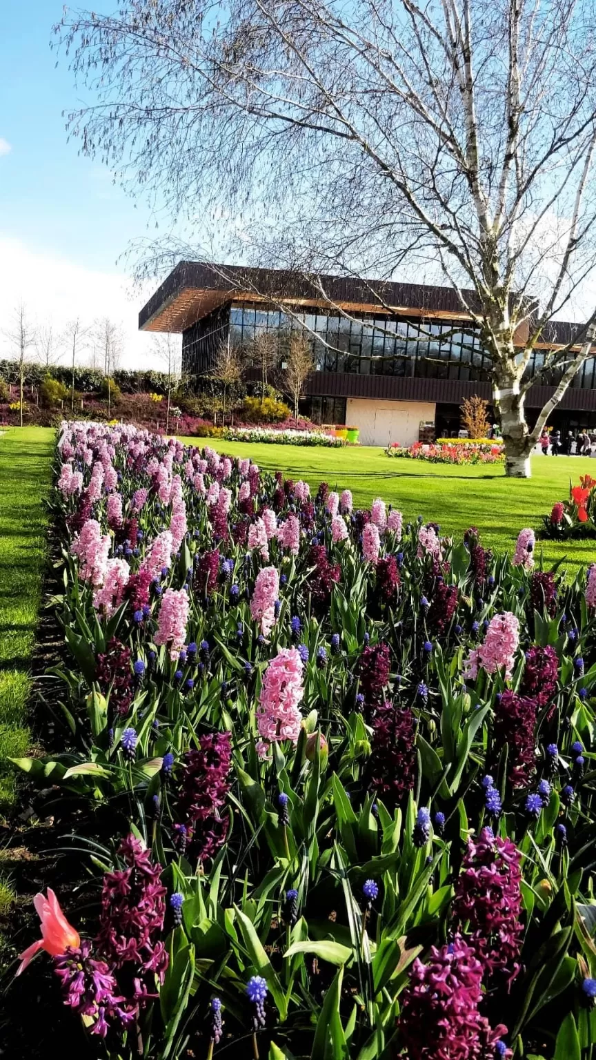 Photo of Keukenhof HOLLAND By Paresh Purohit