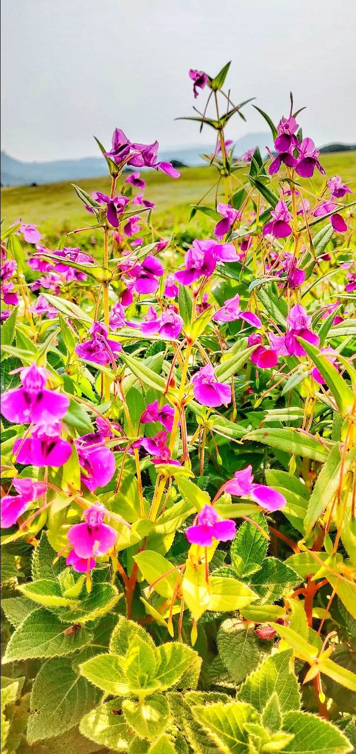 Photo of Kaas Plateau of Flowers By Rinku Panchal