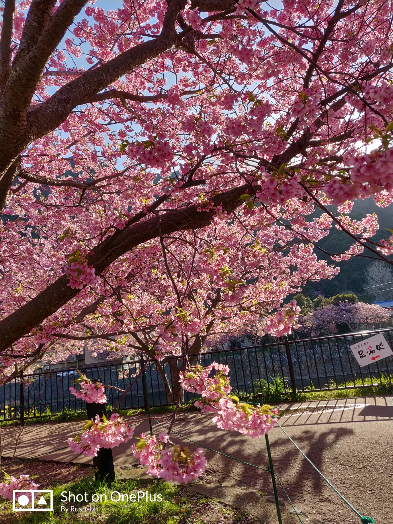 Photo of Kawazu By Rushabh Dudhedia