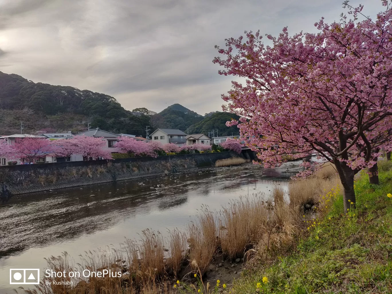 Photo of Kawazu By Rushabh Dudhedia