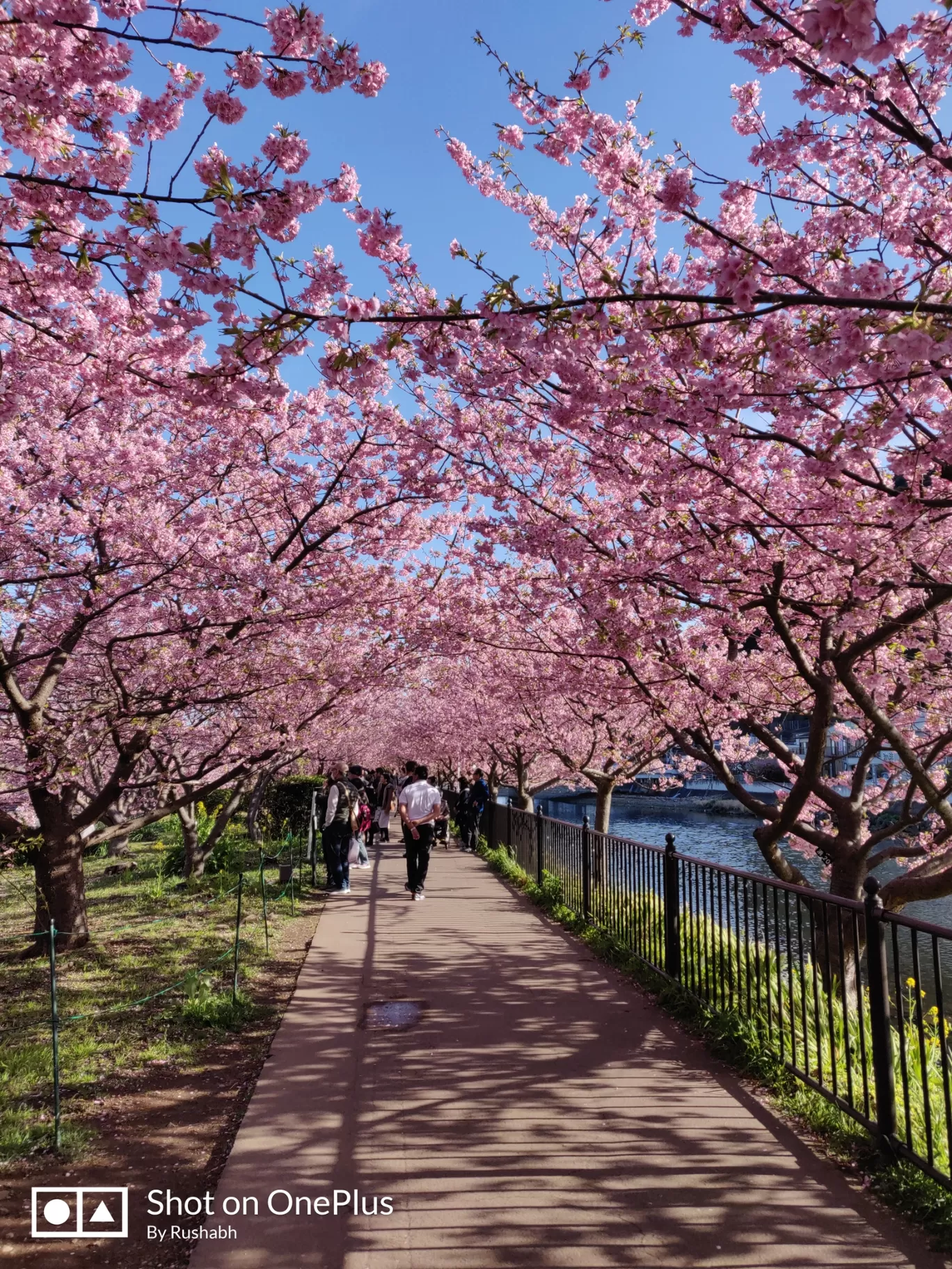 Photo of Kawazu By Rushabh Dudhedia