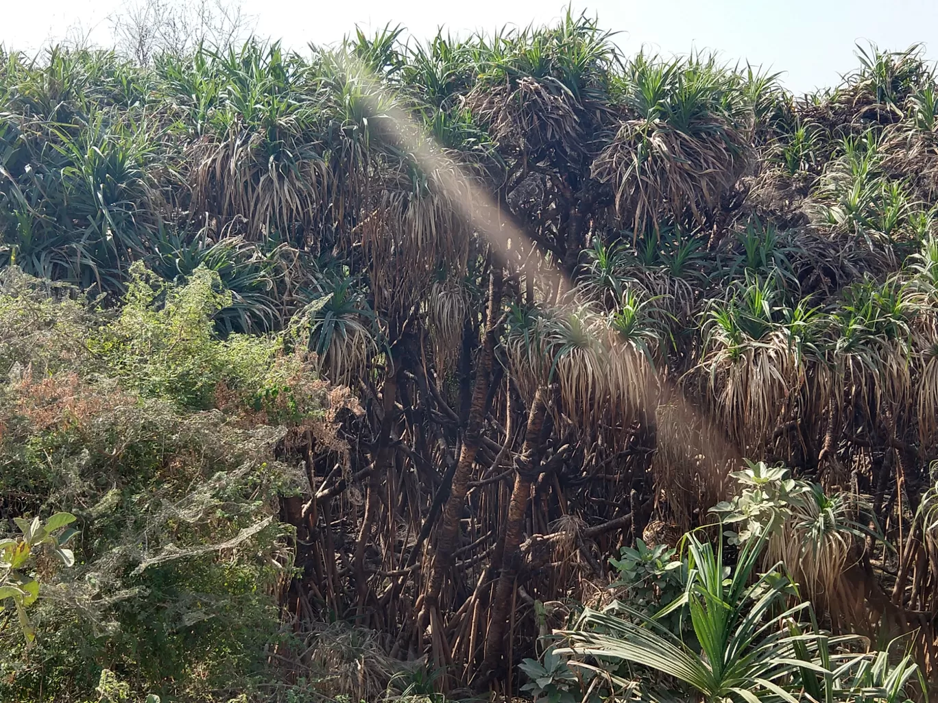 Photo of Vadhavana Bird Sanctuary Trail By Pavan Pandit