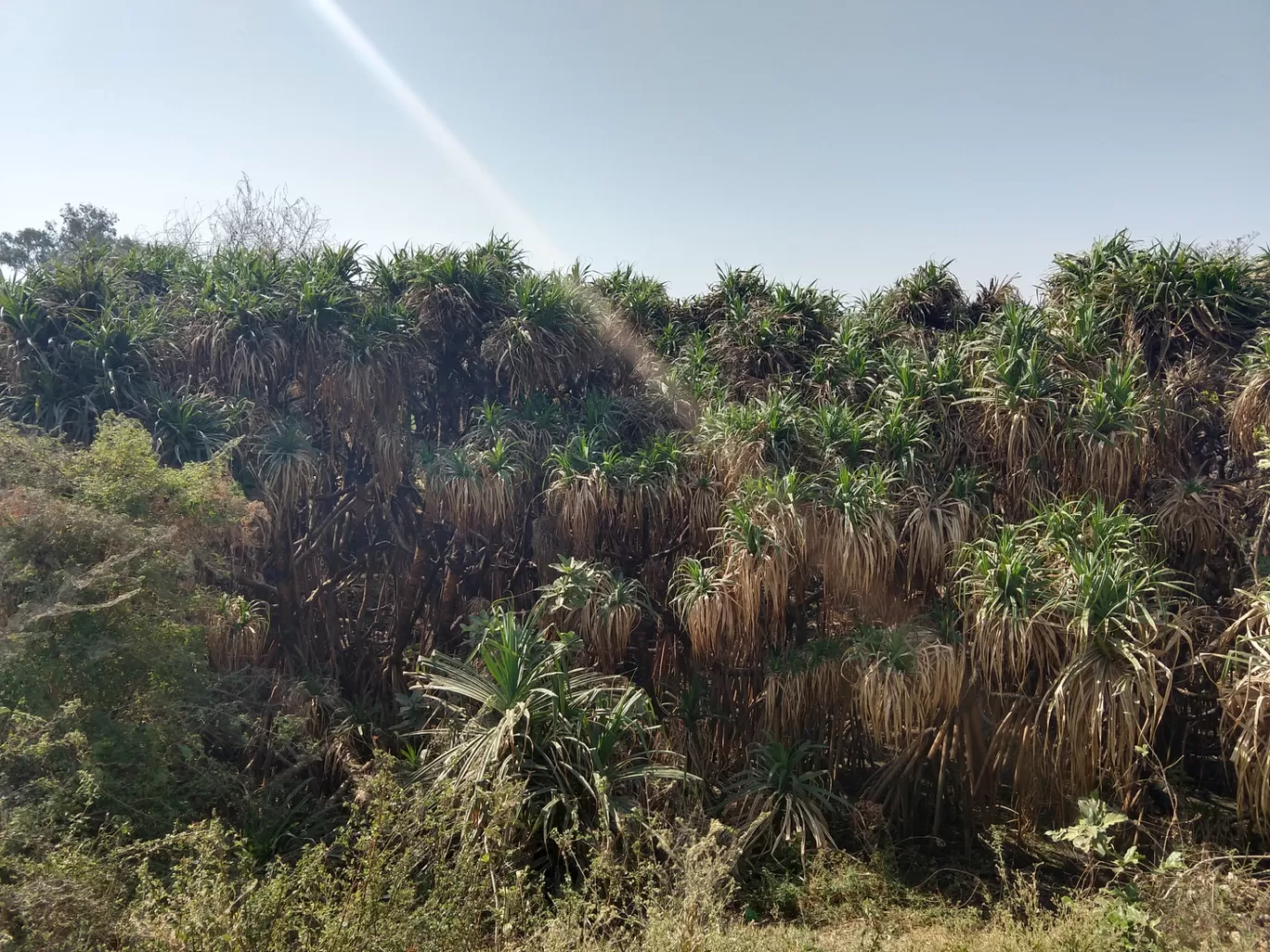 Photo of Vadhavana Bird Sanctuary Trail By Pavan Pandit