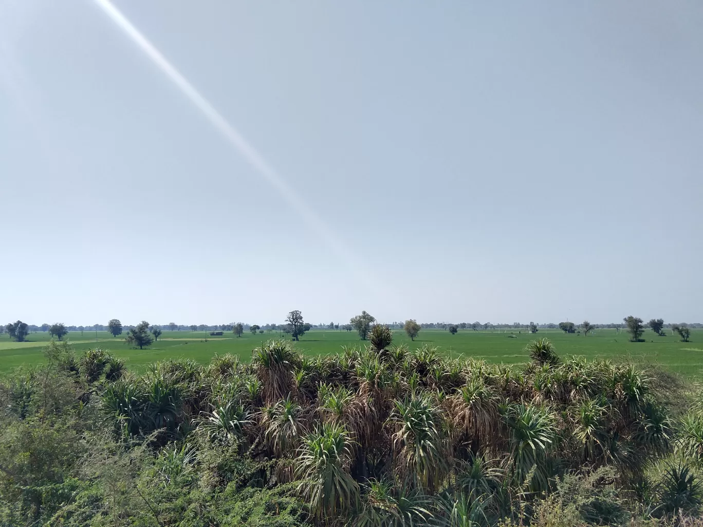 Photo of Vadhavana Bird Sanctuary Trail By Pavan Pandit