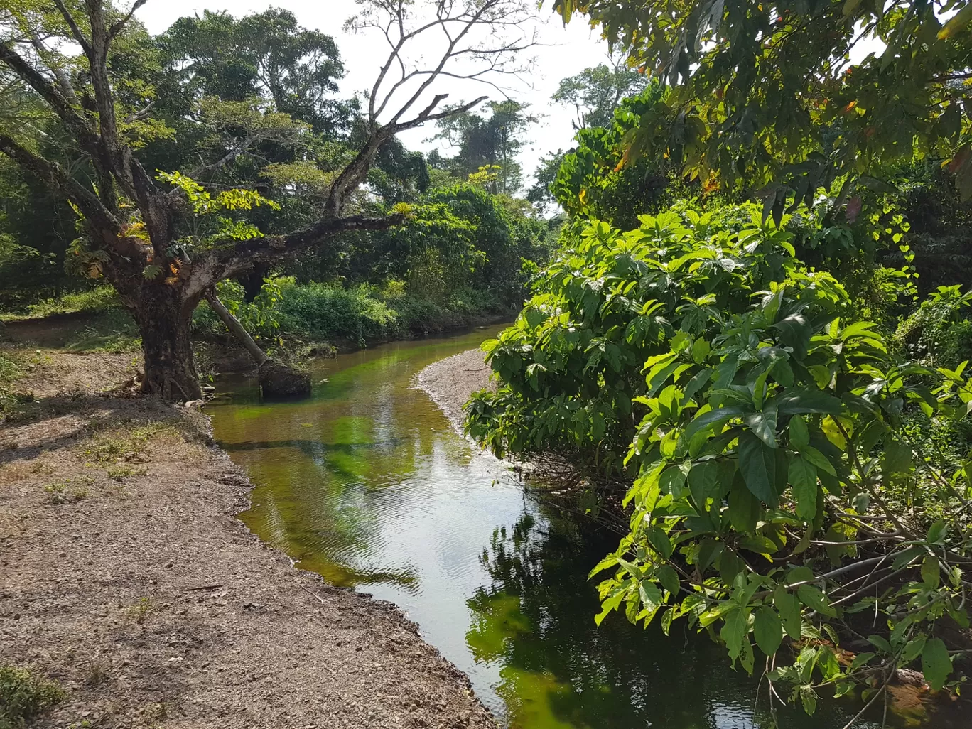 Photo of Chidiya Tapu By Bhavik Dhruva