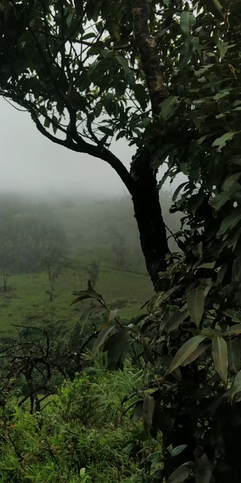 Photo of Kemmangundi By saran raj