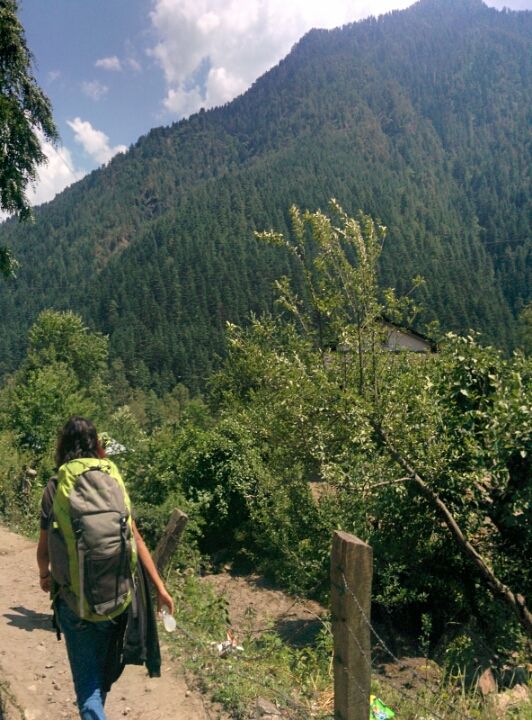 Photo of Wandering in Himachal's cold pine forest By Sameer Nawab