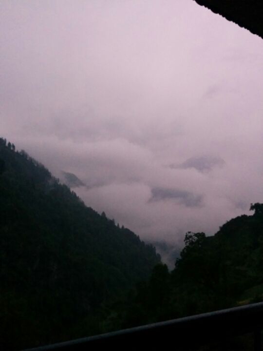 Photo of Wandering in Himachal's cold pine forest By Sameer Nawab