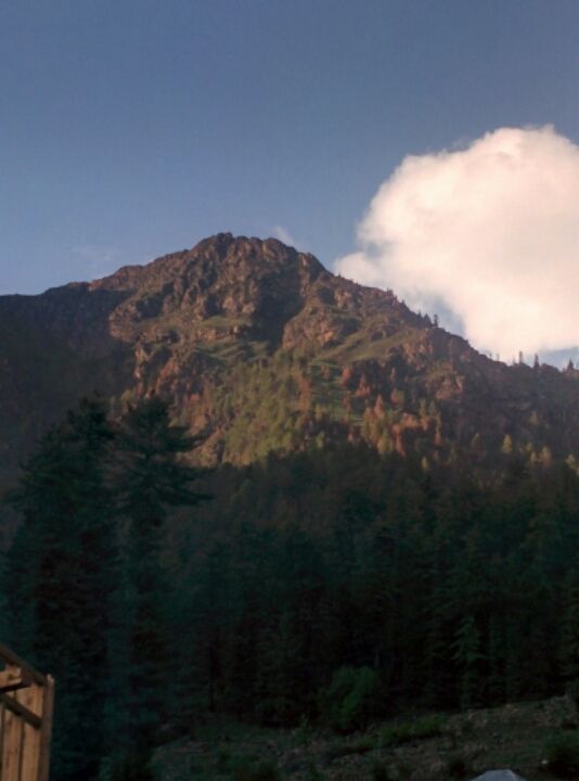 Photo of Wandering in Himachal's cold pine forest By Sameer Nawab