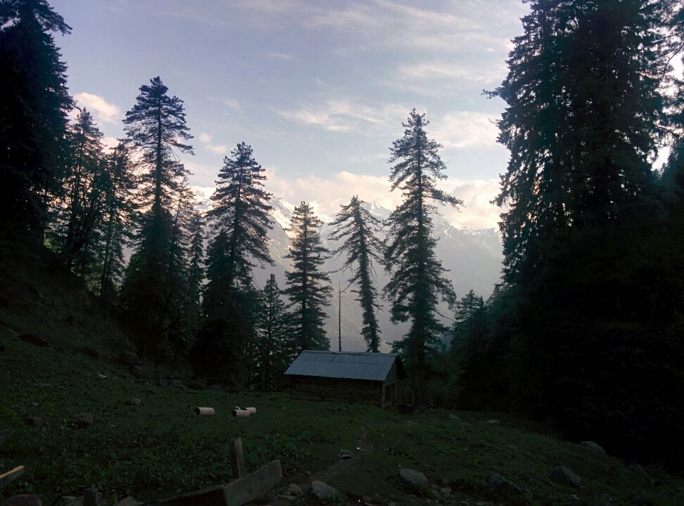 Photo of Wandering in Himachal's cold pine forest By Sameer Nawab