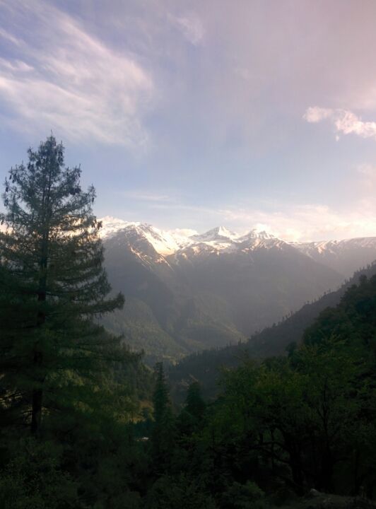 Photo of Wandering in Himachal's cold pine forest By Sameer Nawab