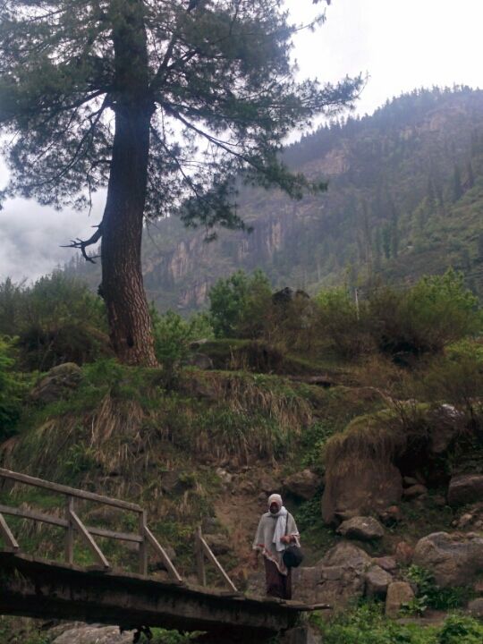 Photo of Wandering in Himachal's cold pine forest By Sameer Nawab