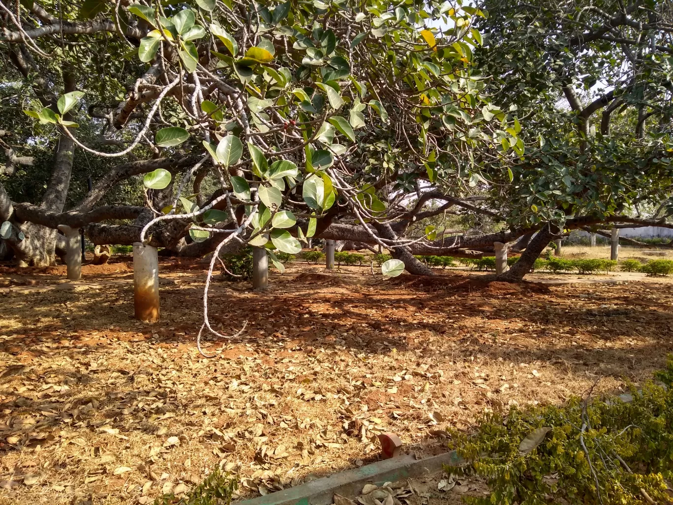 Photo of Pillala Marri Giant Banyan Tree By sandidclick
