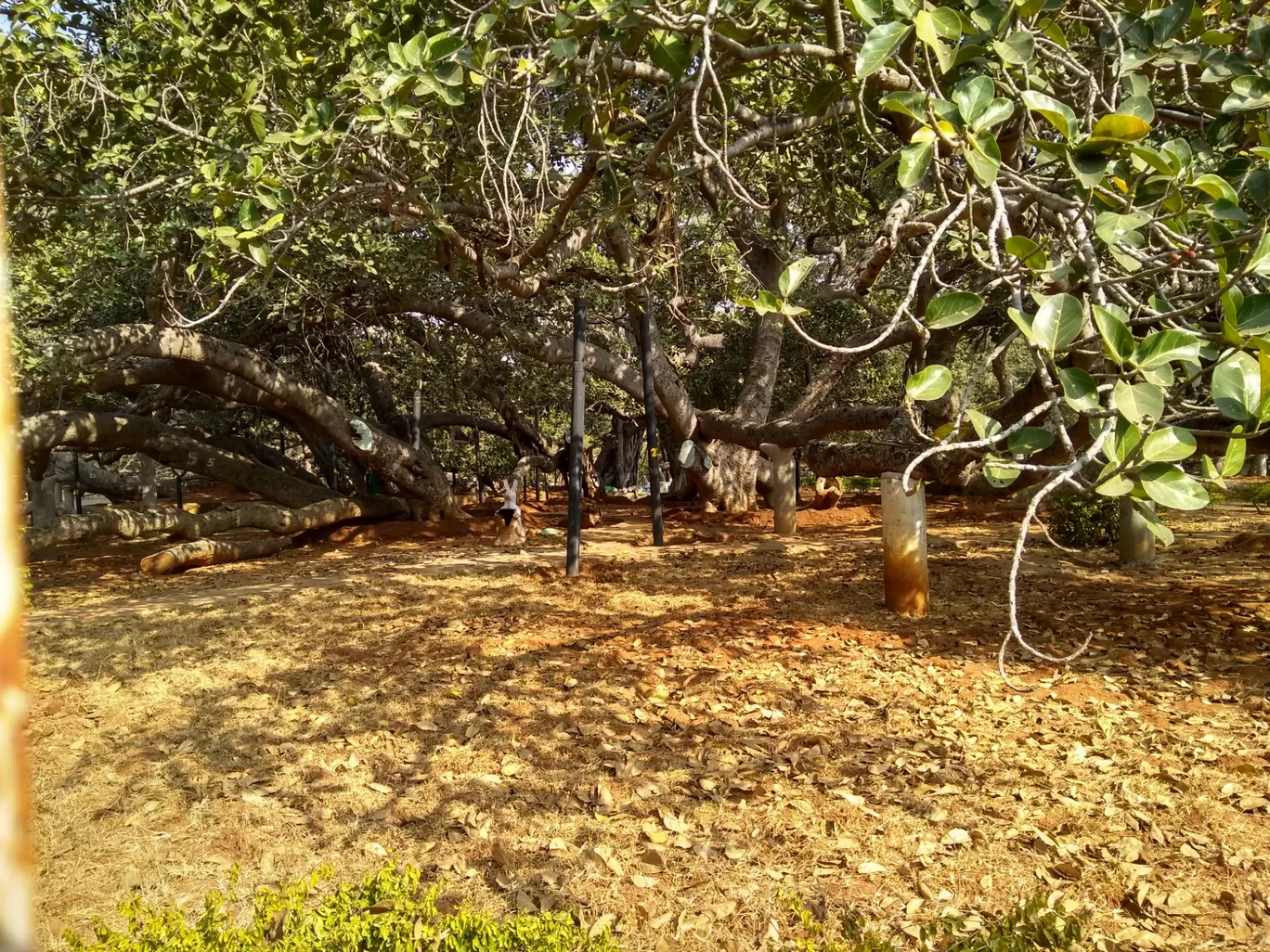 Photo of Pillala Marri Giant Banyan Tree By sandidclick