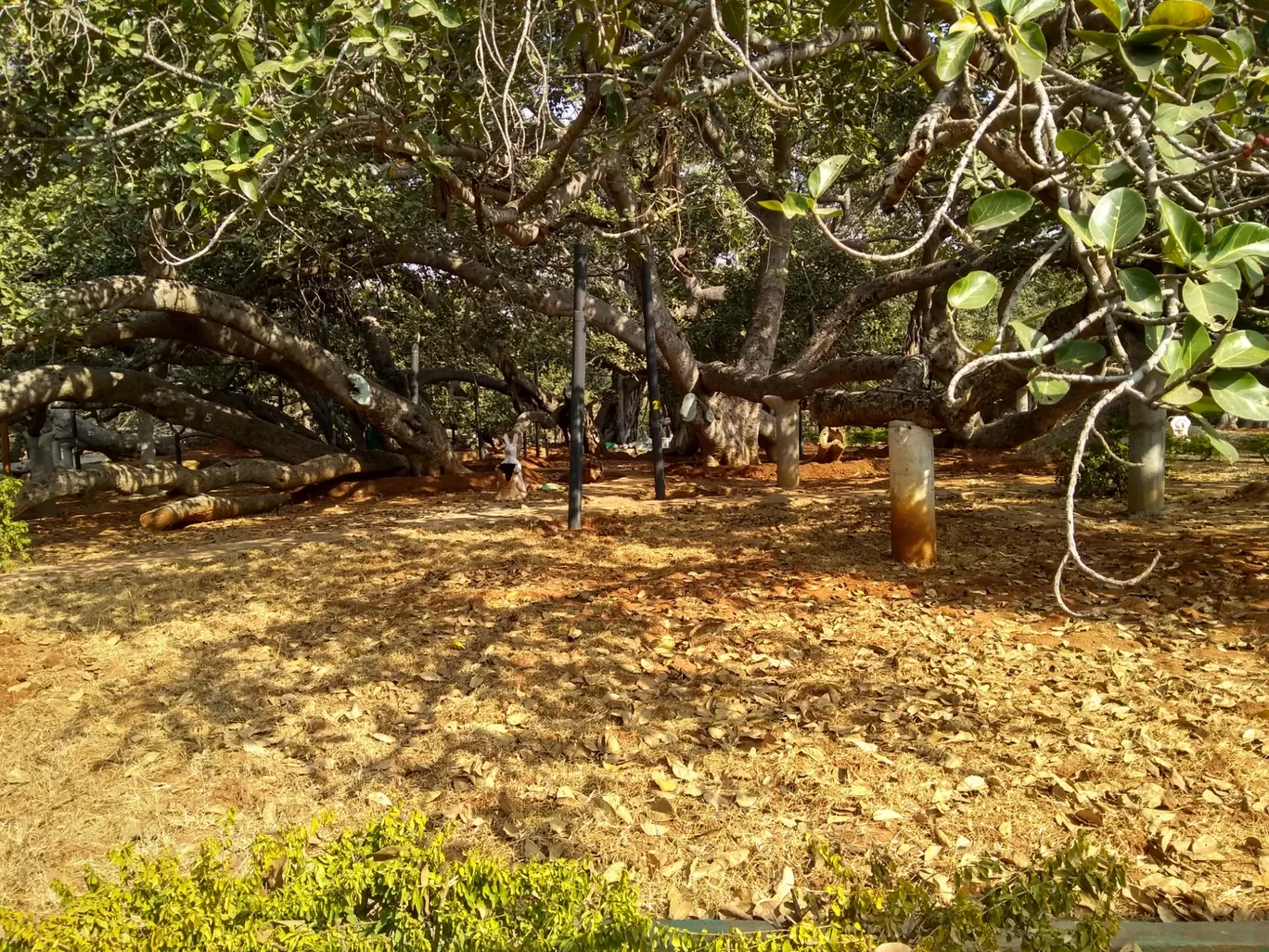 Photo of Pillala Marri Giant Banyan Tree By sandidclick
