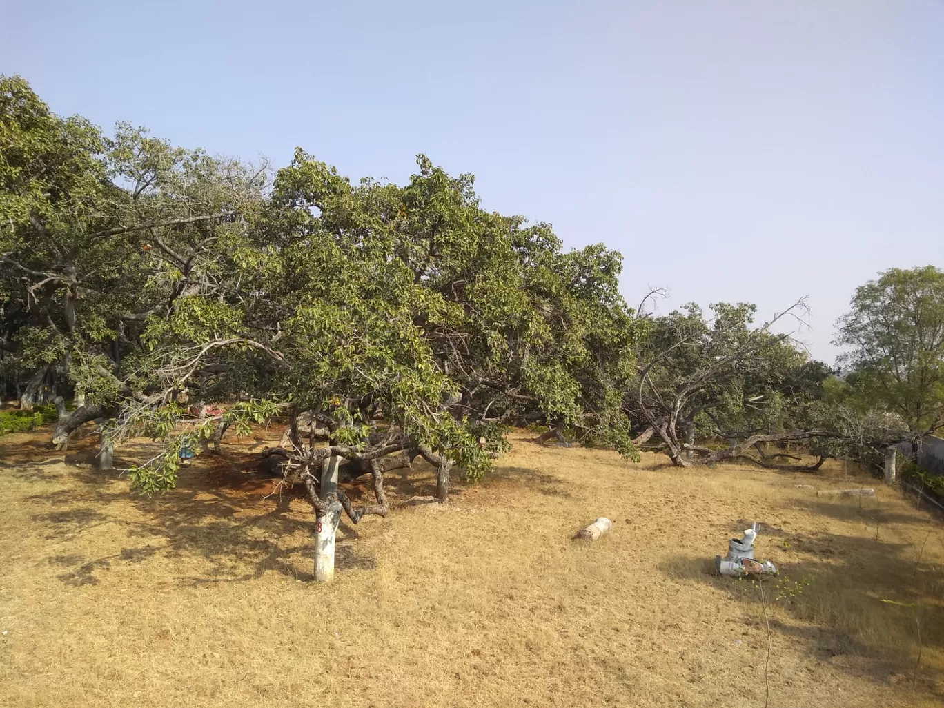 Photo of Pillala Marri Giant Banyan Tree By sandidclick