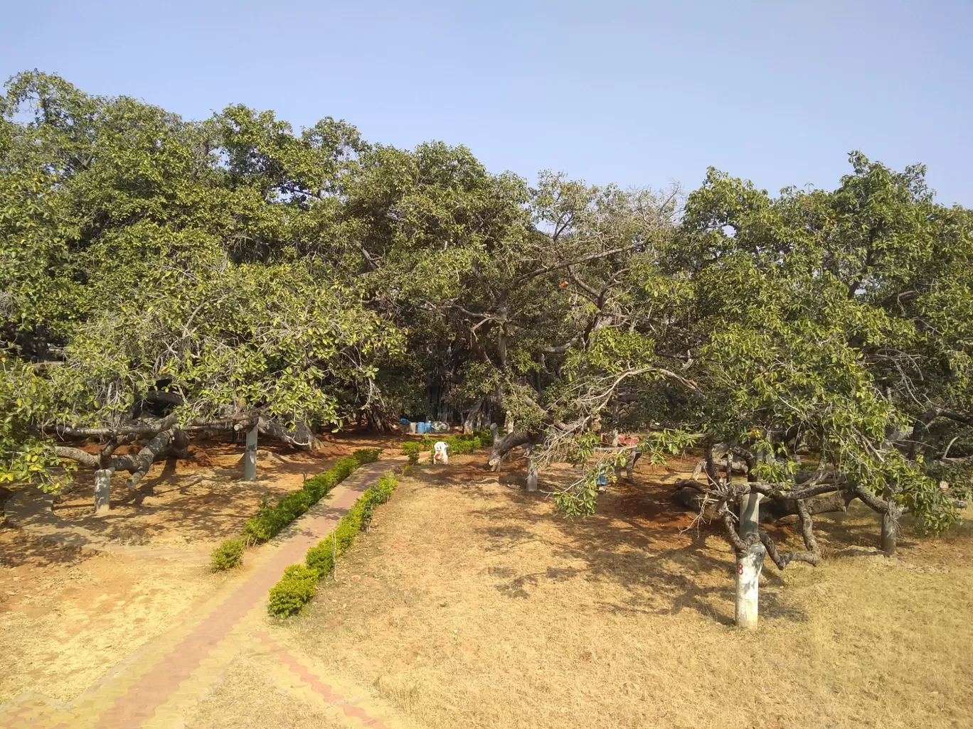 Photo of Pillala Marri Giant Banyan Tree By sandidclick