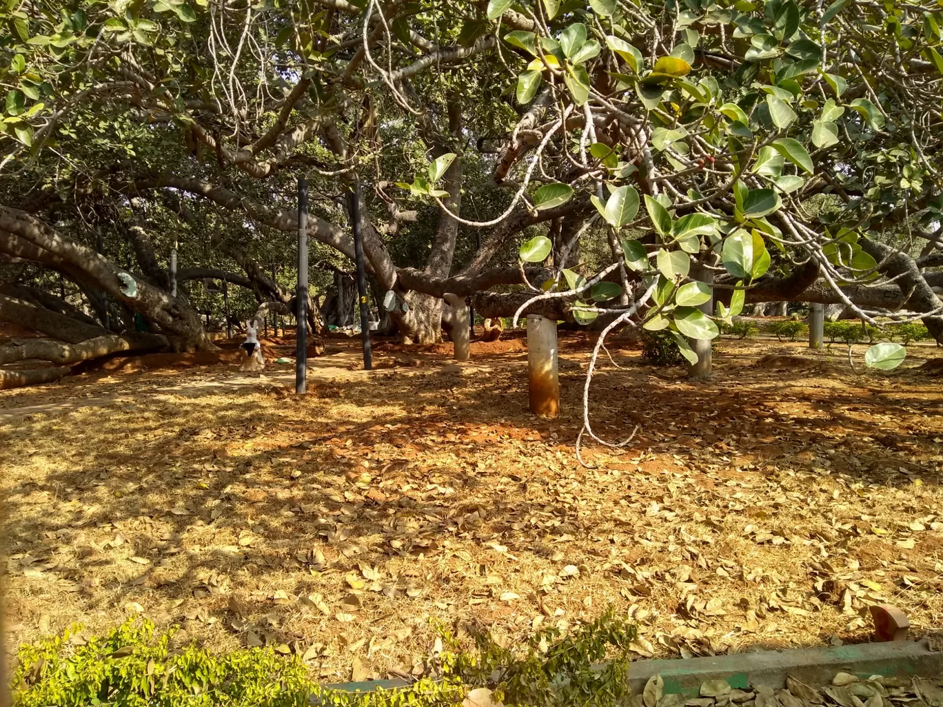 Photo of Pillala Marri Giant Banyan Tree By sandidclick
