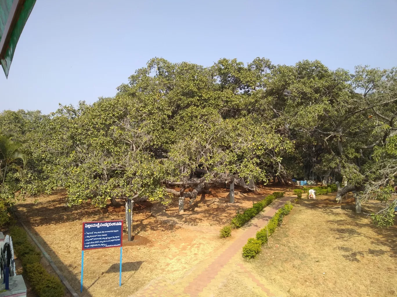 Photo of Pillala Marri Giant Banyan Tree By sandidclick