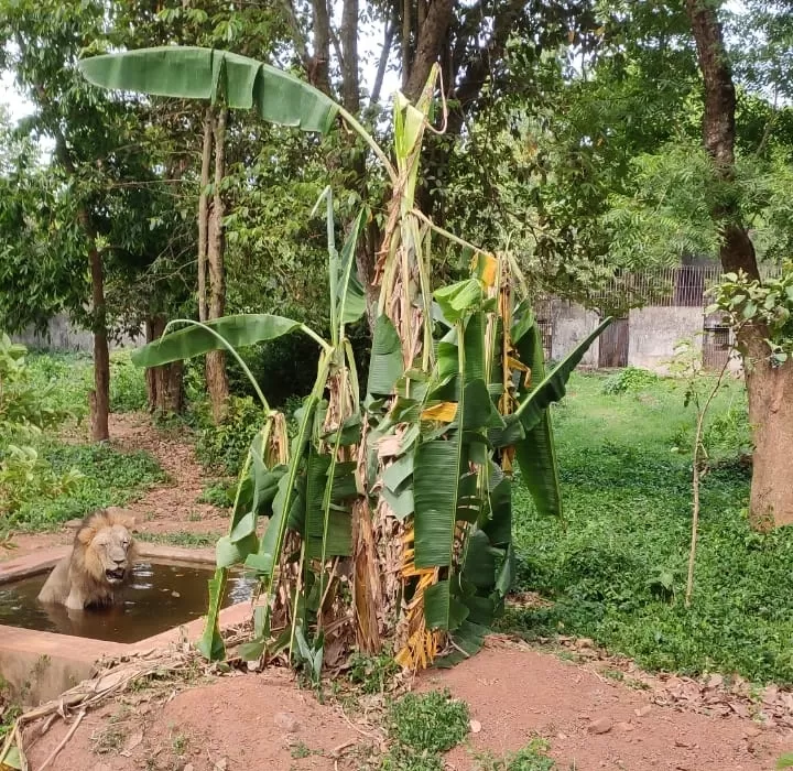 Photo of Nandankanan Zoological Park By curltales_traveldiaries