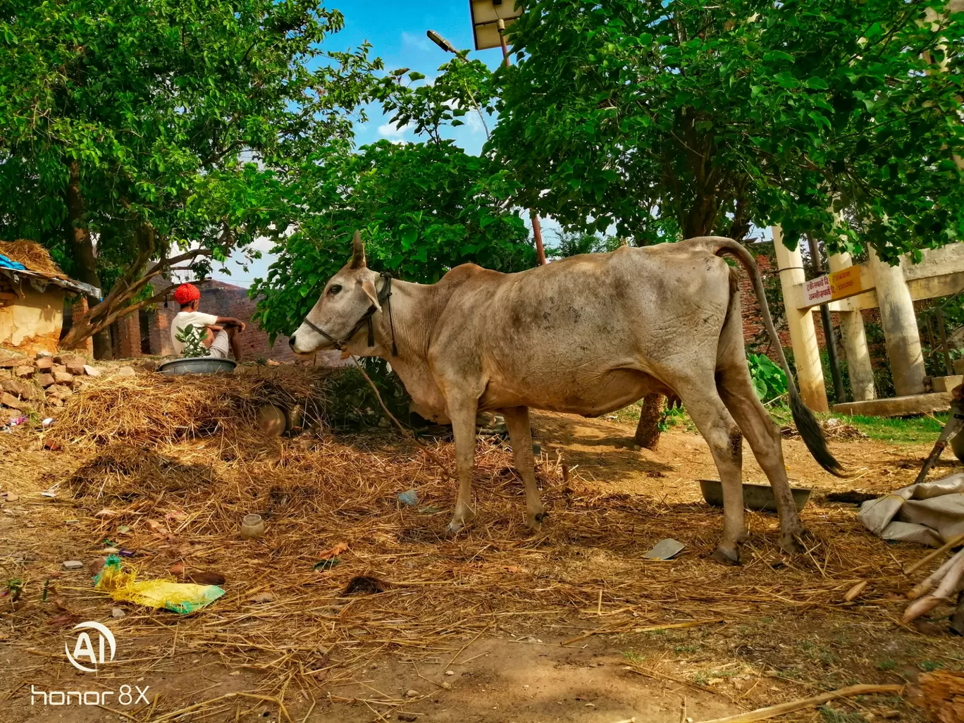 Photo of Phalasia By Chikz Barot