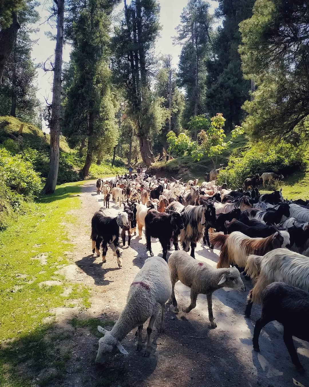 Photo of Yusmarg Development Authority By Naike Arif