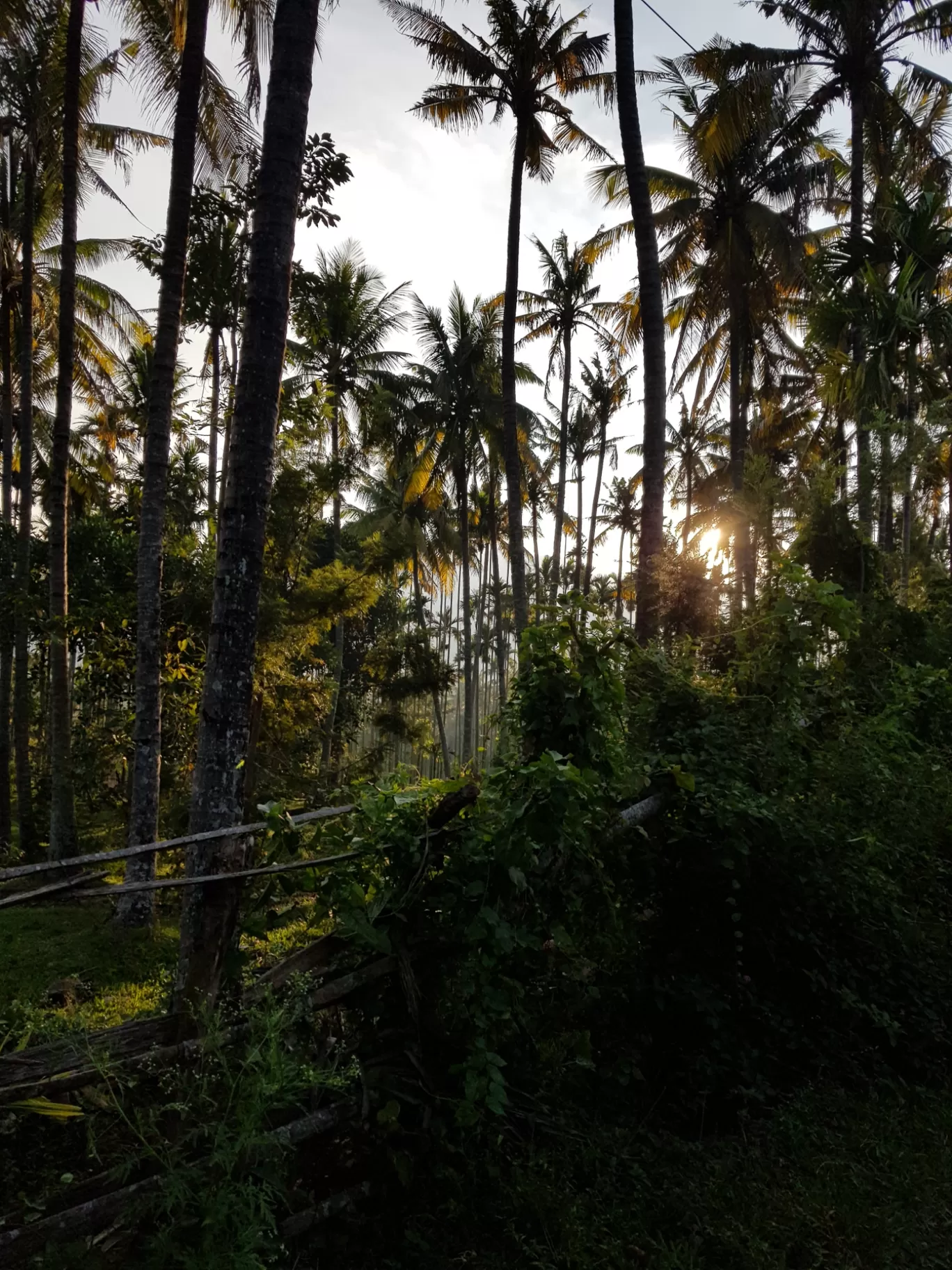 Photo of Munnar By Akash 