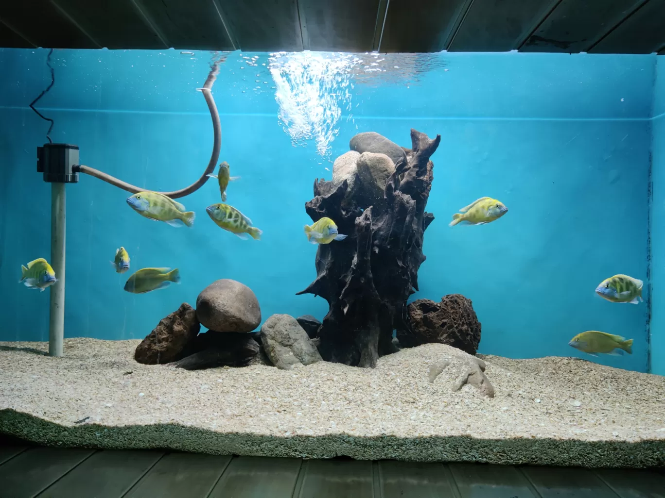 Photo of Government Aquarium By ZoVi Khiangte