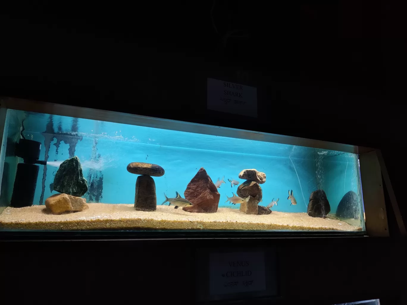 Photo of Government Aquarium By ZoVi Khiangte