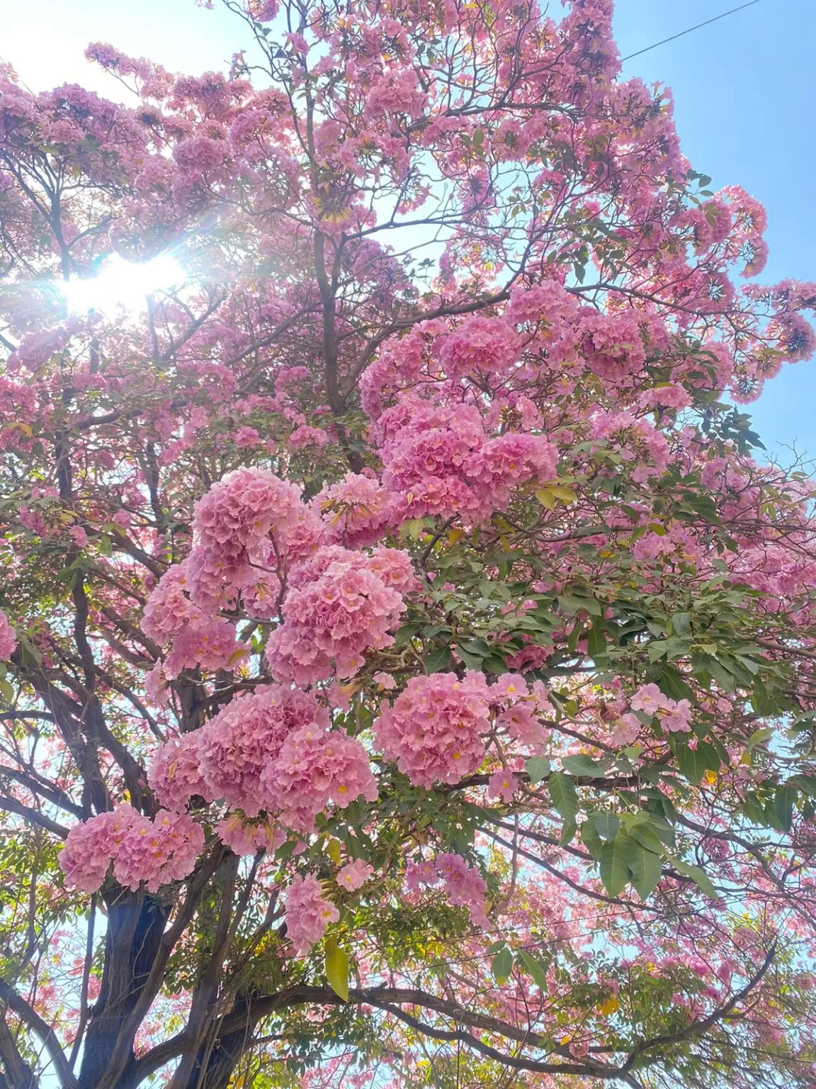 Photo of Bengaluru By ZoVi Khiangte