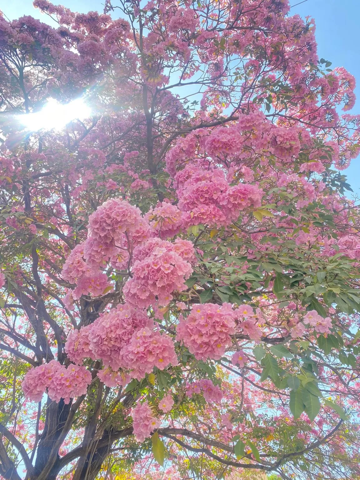 Photo of Bengaluru By ZoVi Khiangte