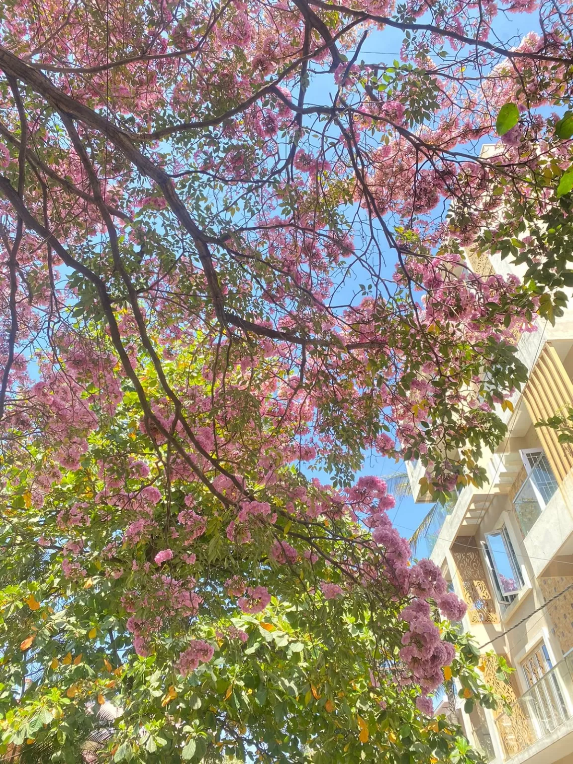 Photo of Bengaluru By ZoVi Khiangte