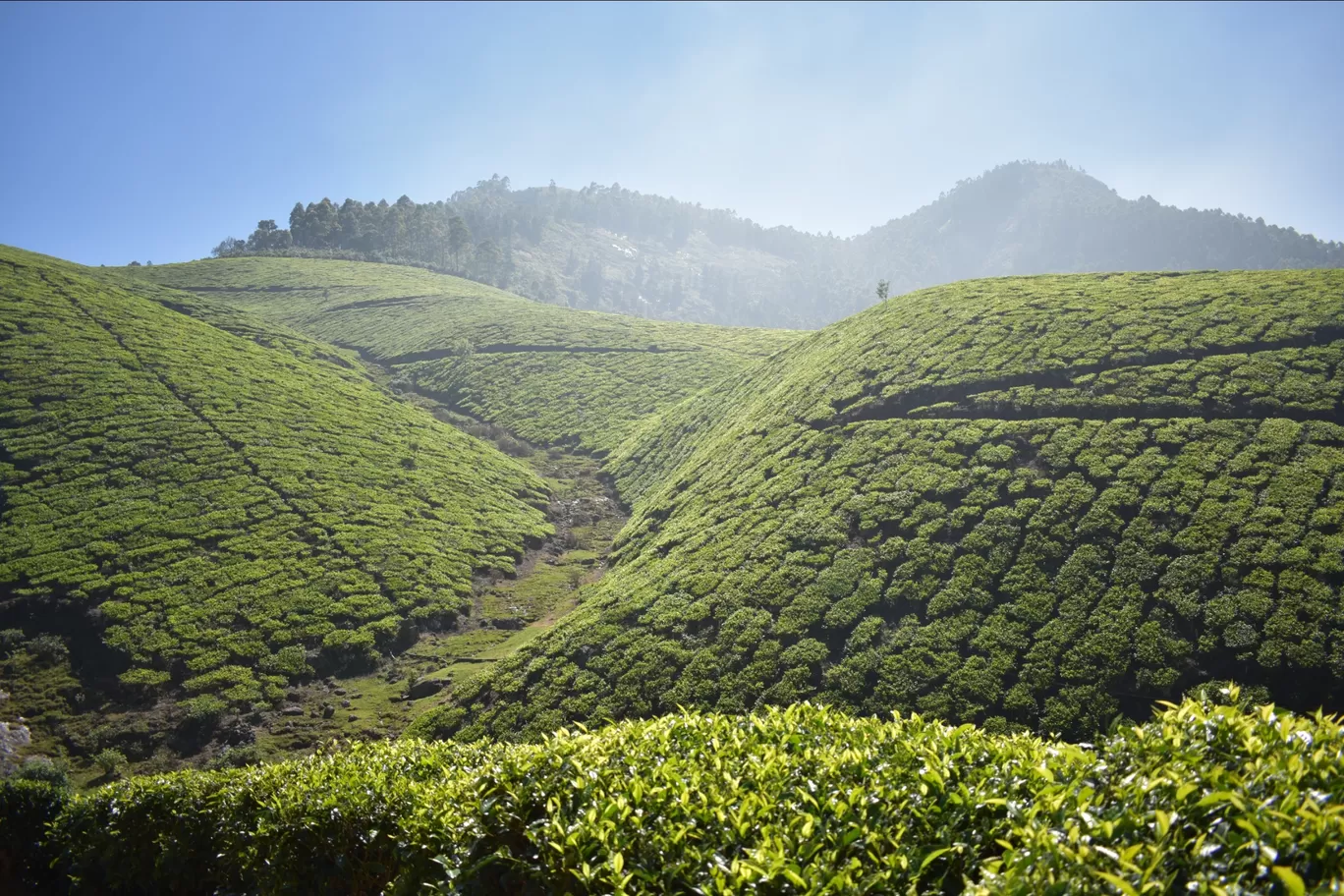 Photo of Munnar By Nitesh Rajpurohit