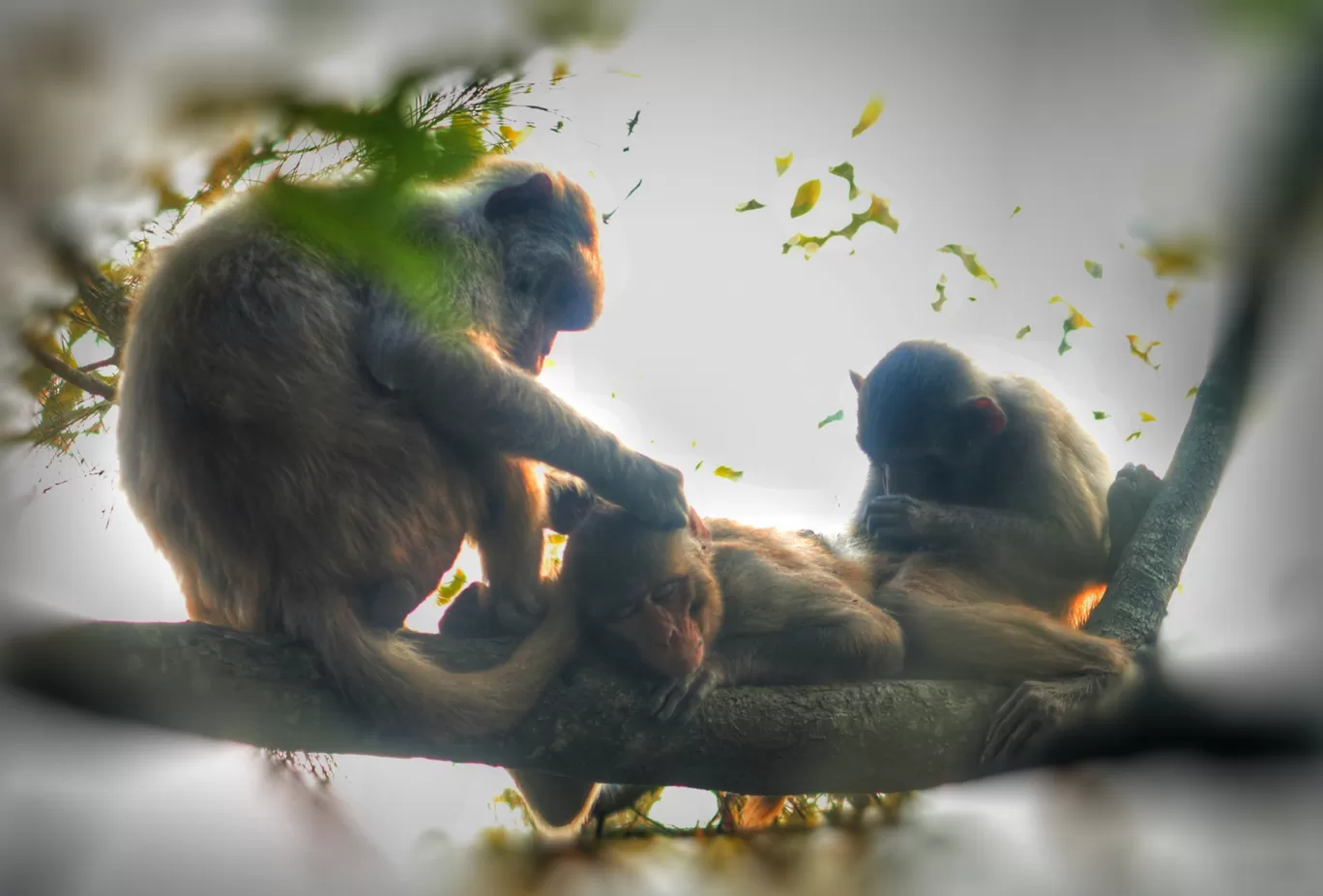 Photo of Jharkhali By Animesh Chakrobarty