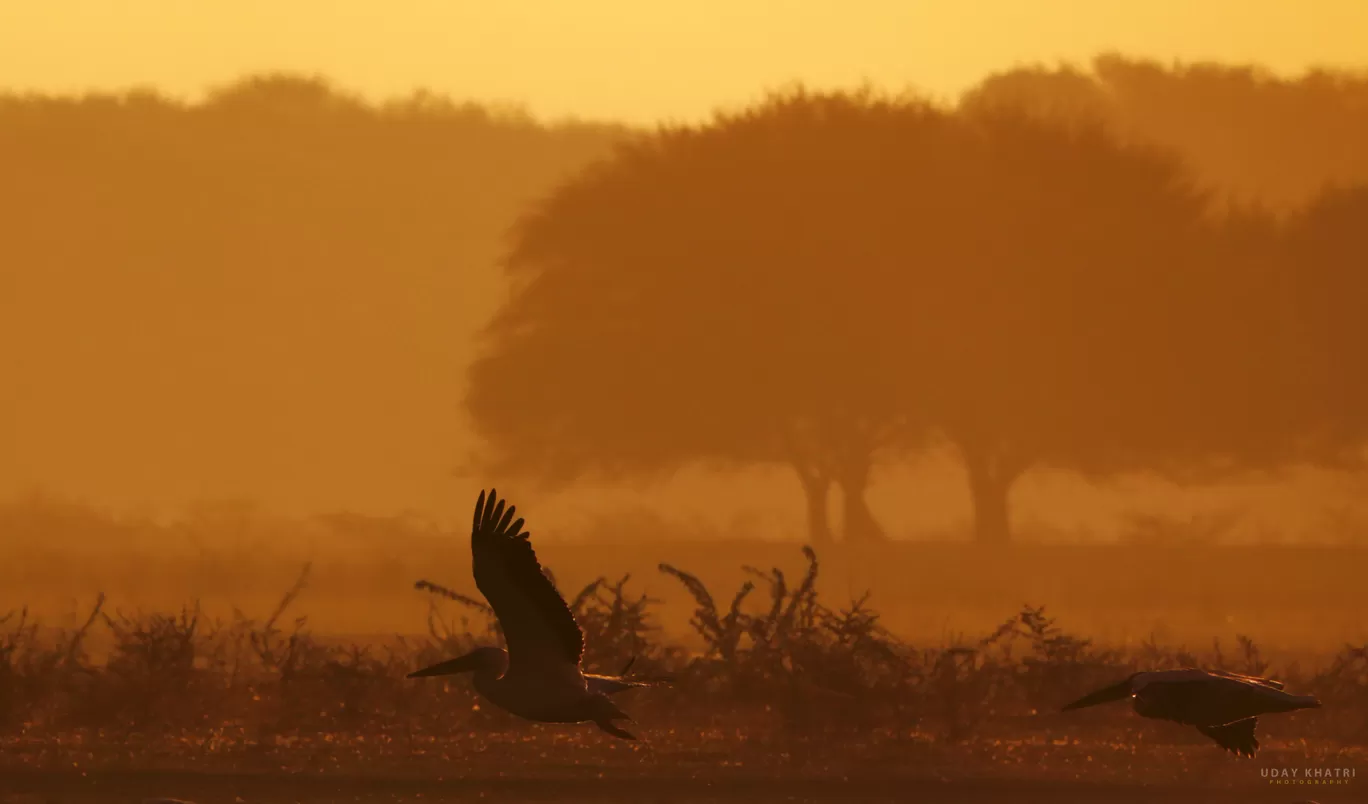 Photo of Thol By uday khatri