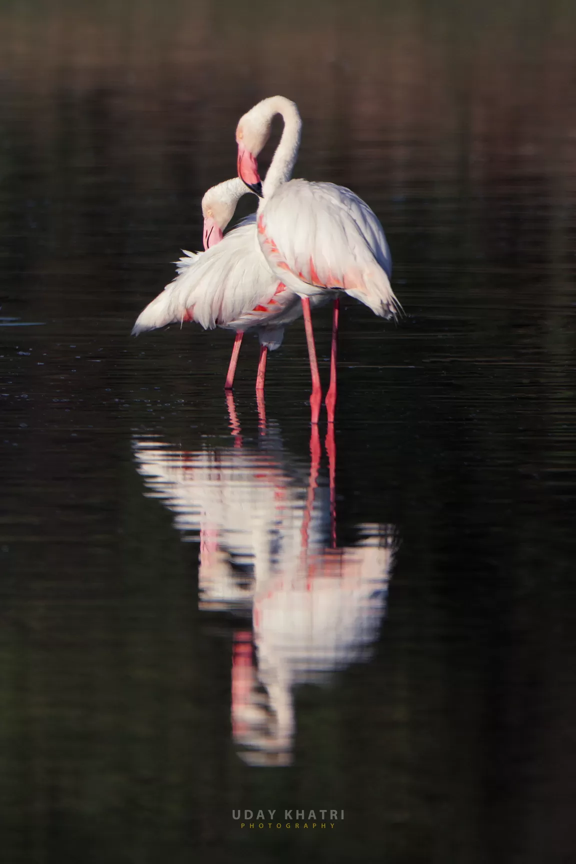 Photo of Thol By uday khatri