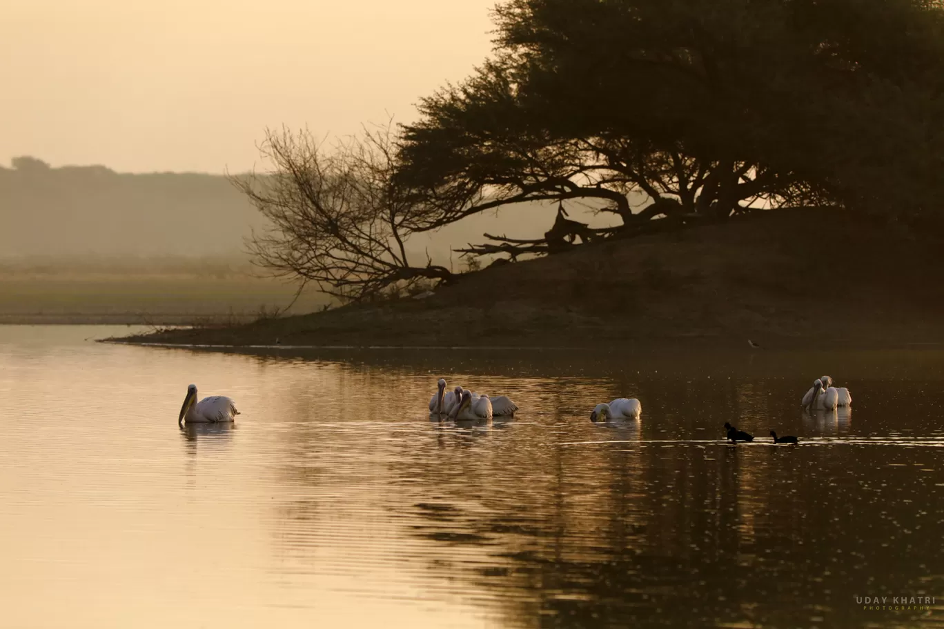 Photo of Thol By uday khatri