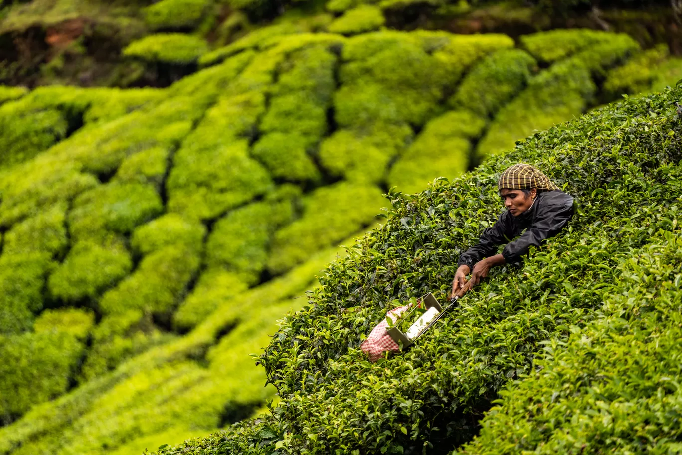 Photo of Kolukkumalai Tea Plantation By Mrphenomenal Diaries