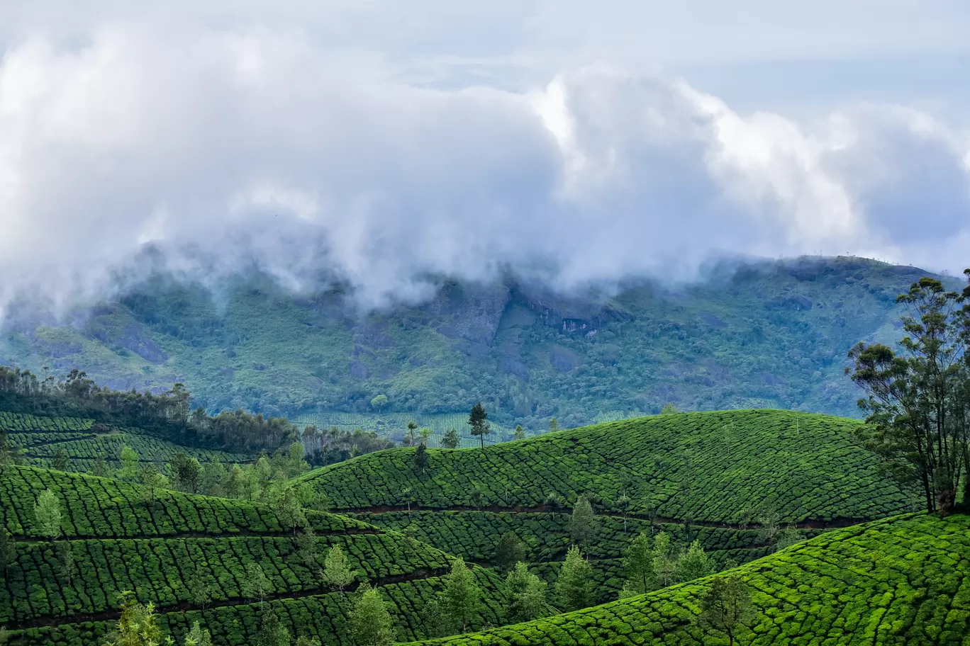 Photo of Kolukkumalai Tea Plantation By Mrphenomenal Diaries