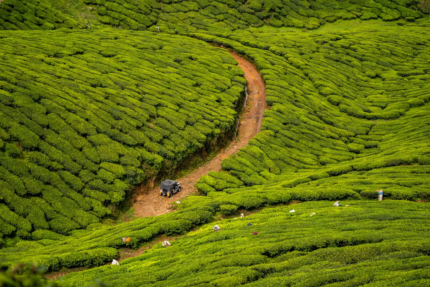 Photo of Kolukkumalai Tea Plantation By Mrphenomenal Diaries